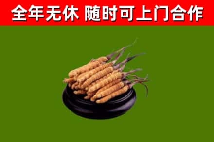 玉屏回收冬虫夏草